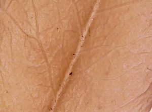 Lee más sobre el artículo Hojas al microscopio: una clase para observar, comparar y explicar