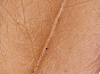 En este momento estás viendo Hojas al microscopio: una clase para observar, comparar y explicar