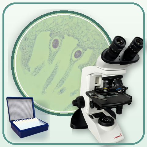 Plant Tissues